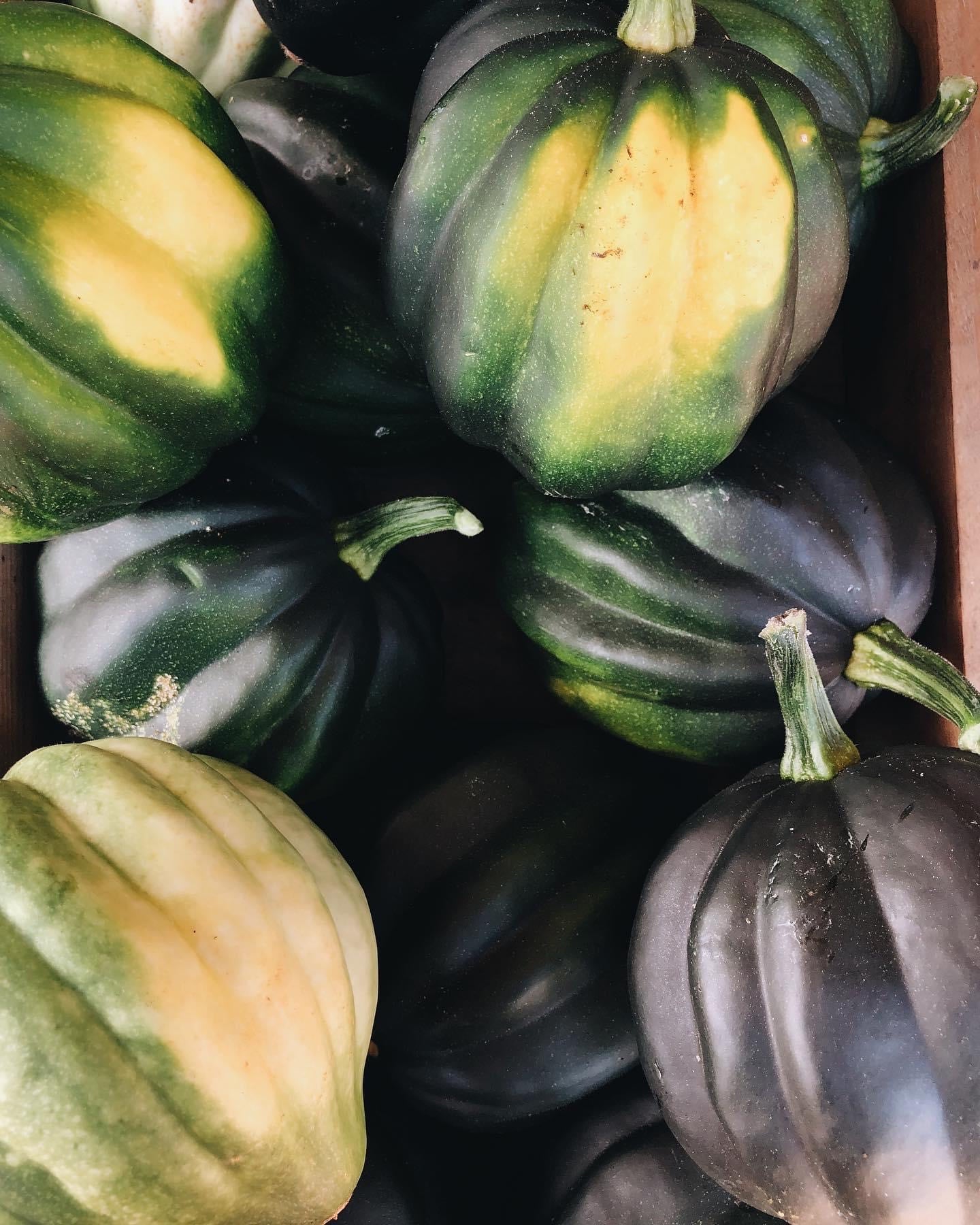 acorn様分 Squash, acorn | Mick Farms
