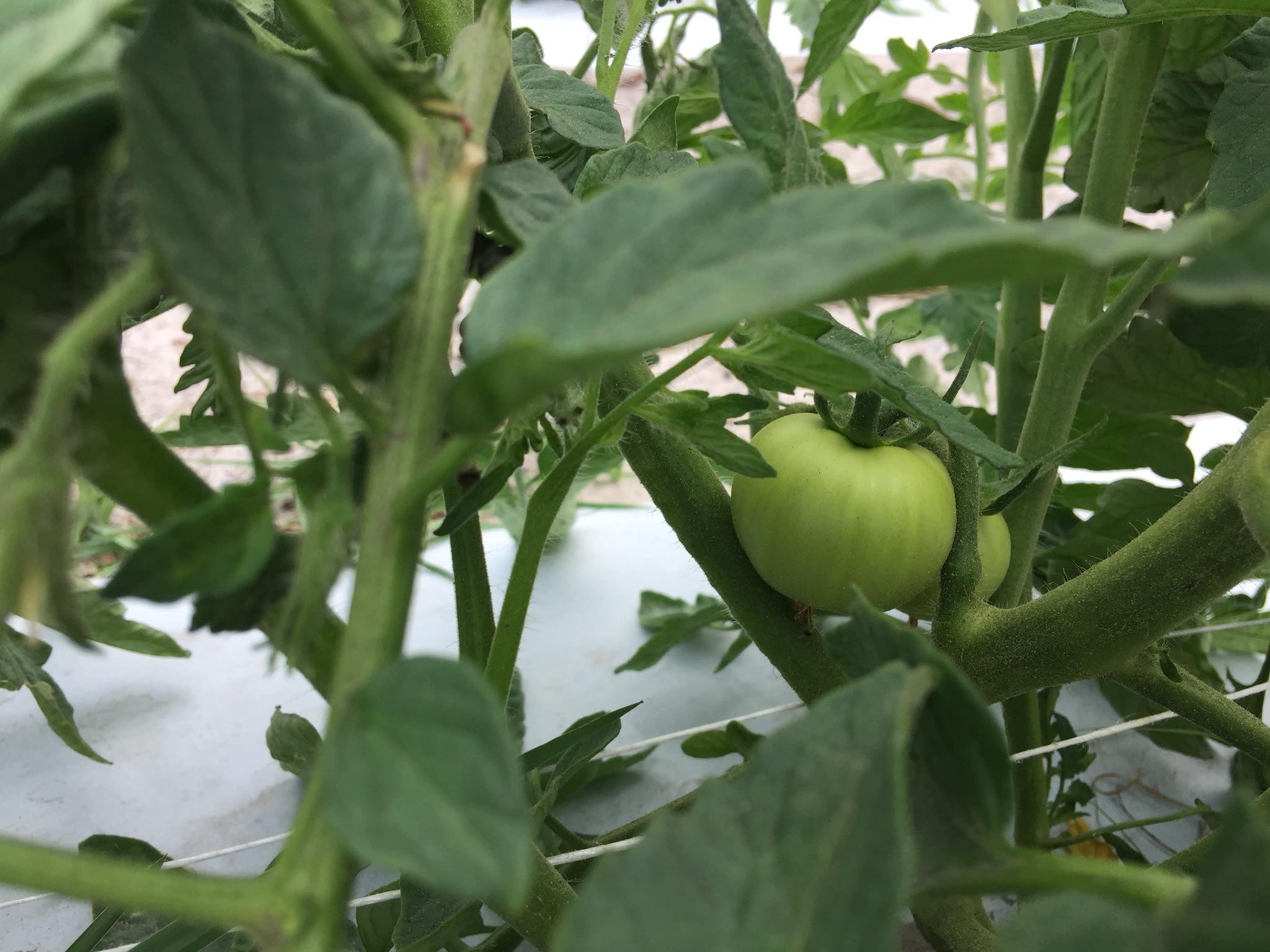 Tomatoes, green | Mick Farms